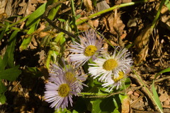 Erigeron divergens