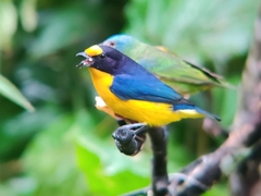 Euphonia violacea