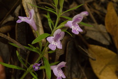 Hedeoma hyssopifolia