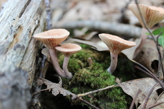 Lactarius helvus