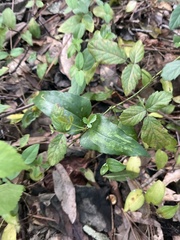 Smilax smallii