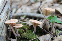 Lactarius helvus