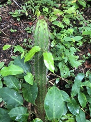 Cactoideae