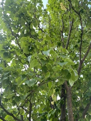Tilia platyphyllos