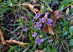 Gentianella columnae