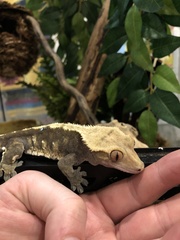Correlophus