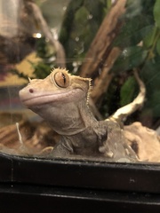 Correlophus
