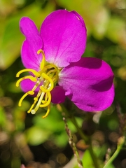 Rhexia virginica