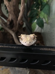 Correlophus