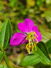 Rhexia virginica