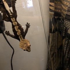 Correlophus