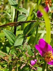 Rhexia virginica
