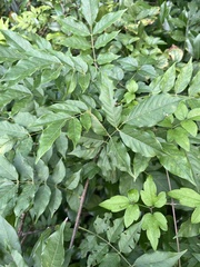 Wisteria sinensis