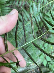 Homalosorus pycnocarpos