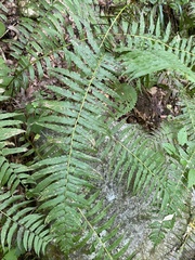 Homalosorus pycnocarpos