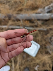 Sympetrum pallipes