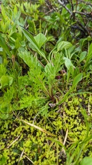 Anemonastrum richardsonii