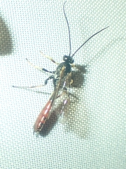 Dusona