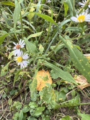 Symphyotrichum prenanthoides