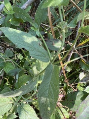 Stachys hispida