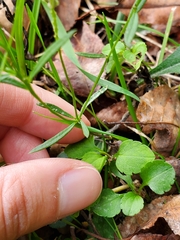 Polygala verticillata