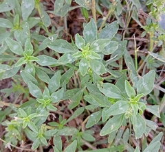 Amaranthus polygonoides