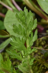 Anemonastrum richardsonii