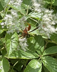 Polistes rubiginosus