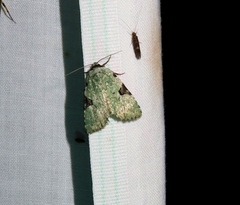 Leuconycta diphteroides