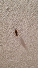 Ectobius vittiventris