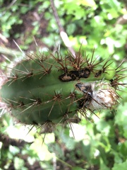 Cactoideae