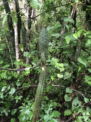 Cactoideae