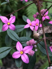 Boronia fraseri