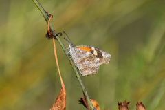Libytheana carinenta mexicana