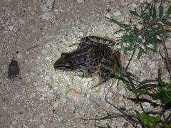 Lithobates brownorum