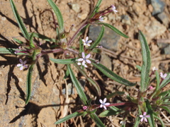Collomia tinctoria