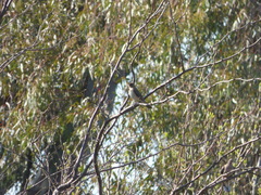 Turdus amaurochalinus