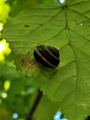 Cepaea nemoralis