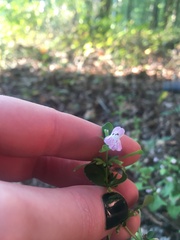 Clinopodium carolinianum