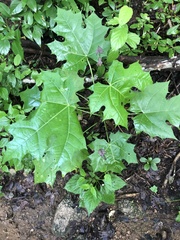 Cnidoscolus multilobus