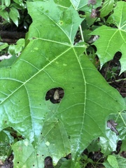 Cnidoscolus multilobus