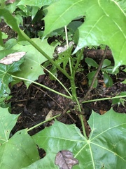 Cnidoscolus multilobus