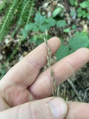 Bromus nottowayanus
