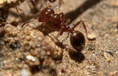 Solenopsis xyloni
