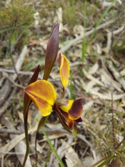 Diuris orientis