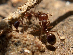 Solenopsis xyloni
