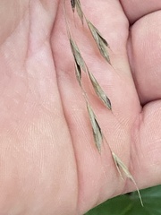 Bromus nottowayanus