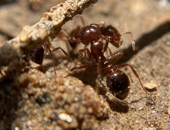 Solenopsis xyloni