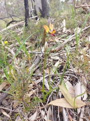 Diuris orientis
