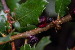 Disholcaspis prehensa